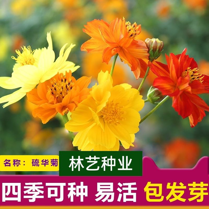 硫化菊种子花海硫华菊种子四季易种