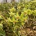 【霍山米斛花】原产地直供当季鲜花全国包邮