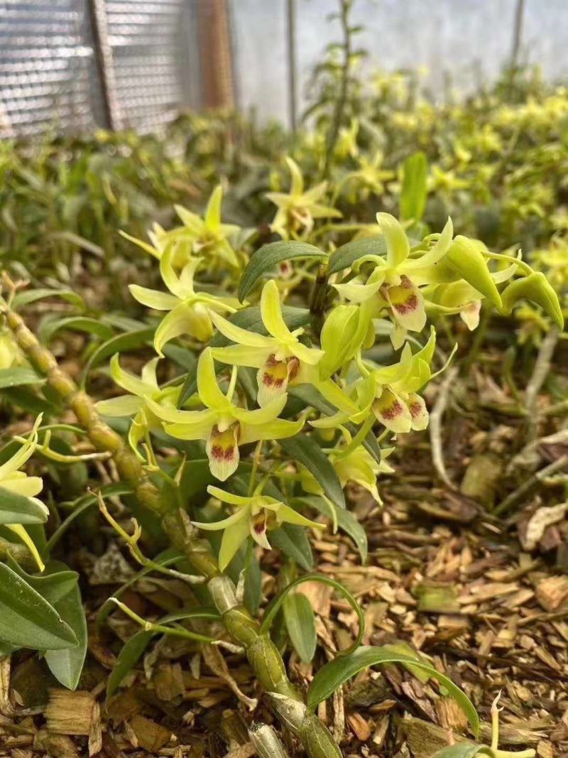【霍山米斛花】原产地直供当季鲜花全国包邮