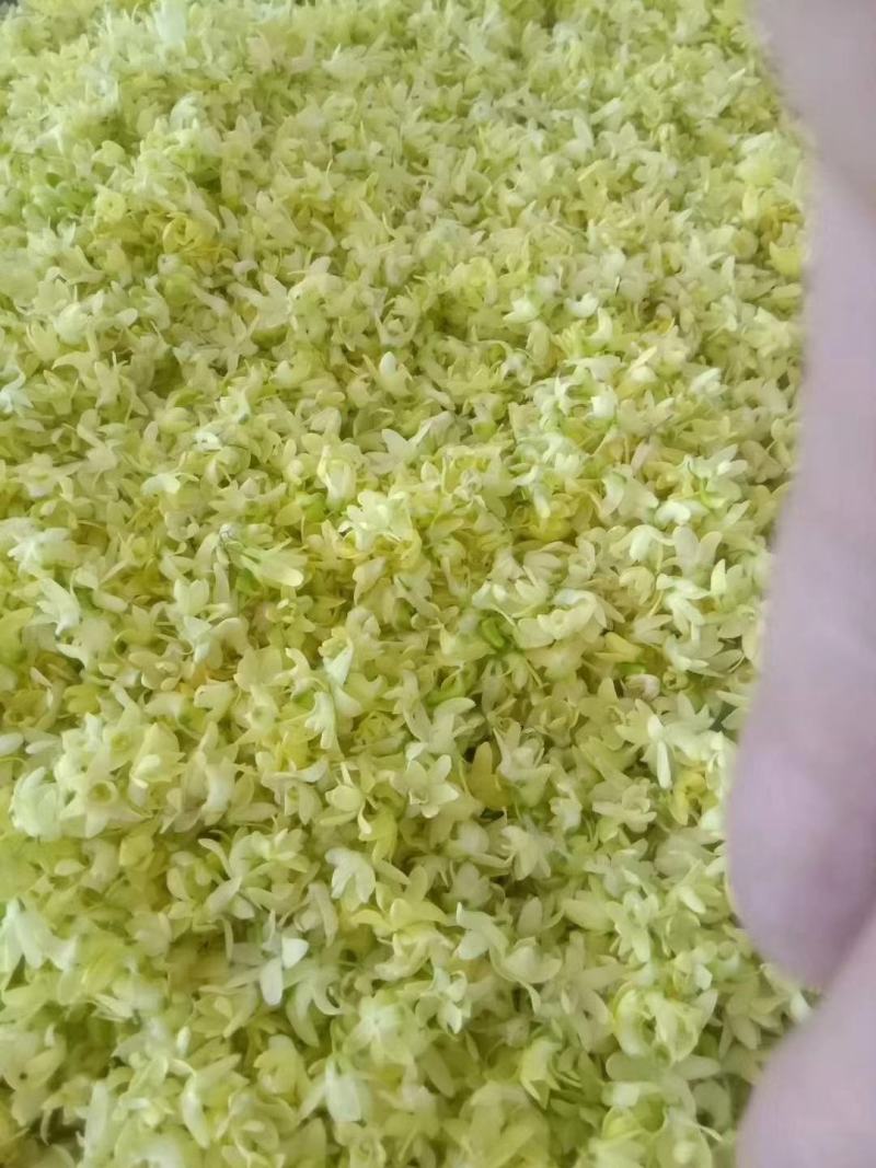 【霍山米斛花】原产地直供当季鲜花全国包邮