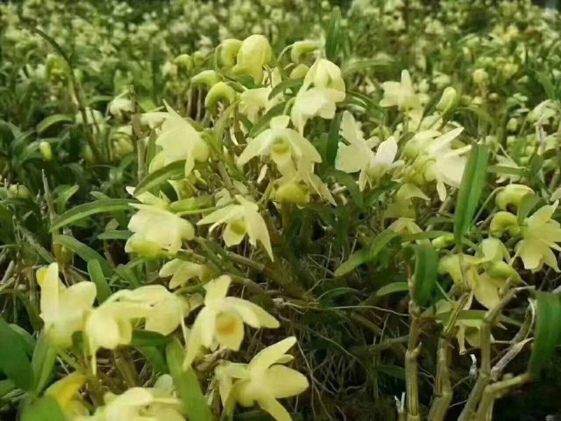 【霍山米斛花】原产地直供当季鲜花全国包邮