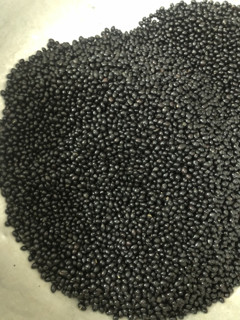 山豆根种子颗颗饱满发芽率高