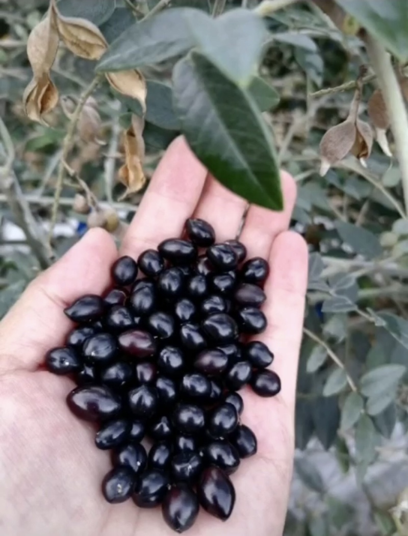 山豆根种子颗颗饱满发芽率高