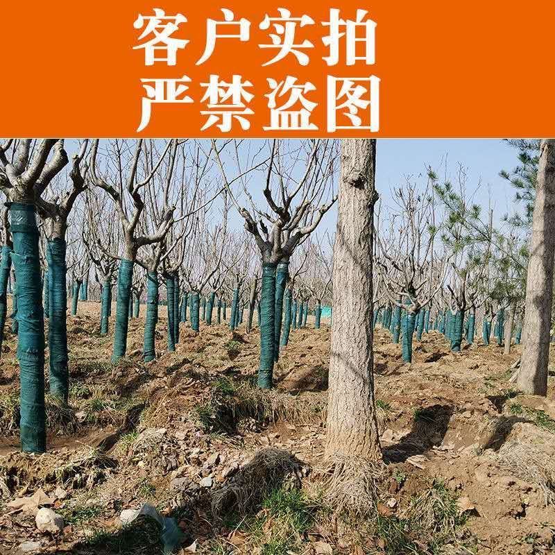 裹树布缠树布园林绿化保湿布防晒防冻包树布植物缠绕防寒布