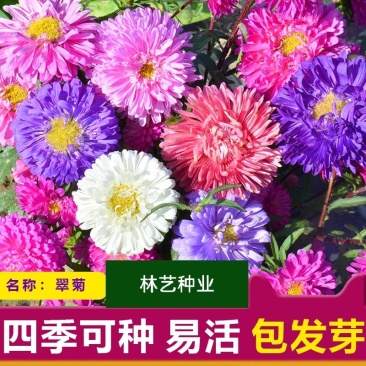 翠菊种子四季种易活种籽花卉冬季室外开花不断花混色