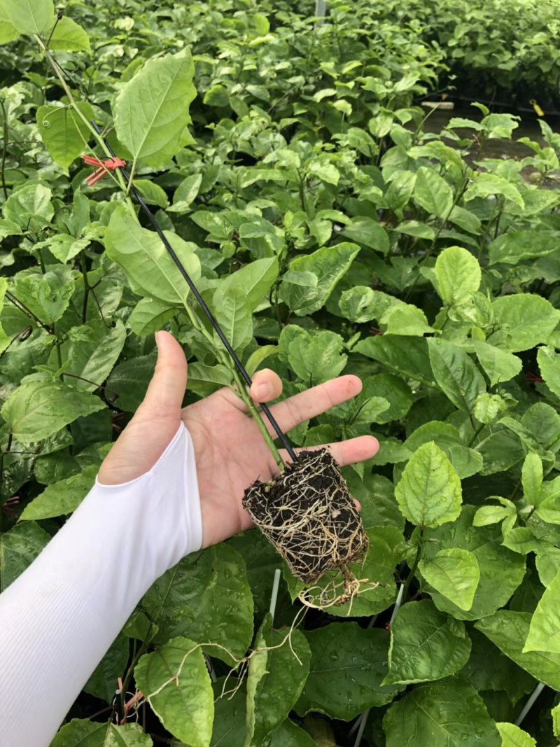 黄金百香果苗场地大量有苗供应