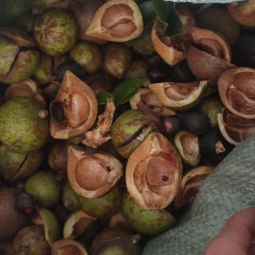 山茶果中小果