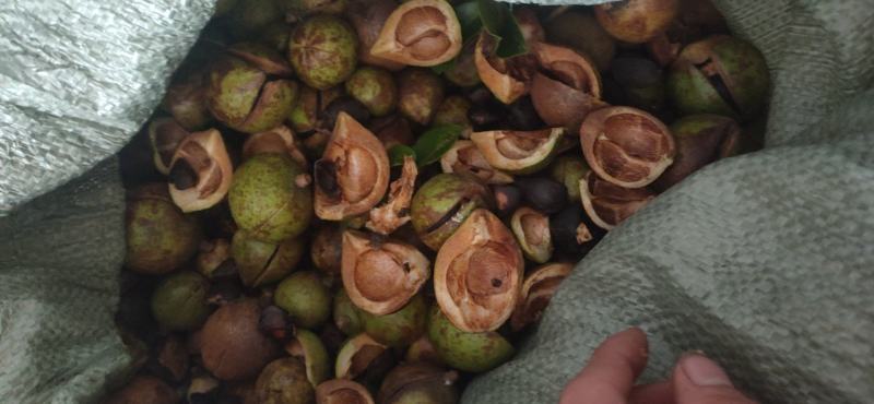 山茶果中小果