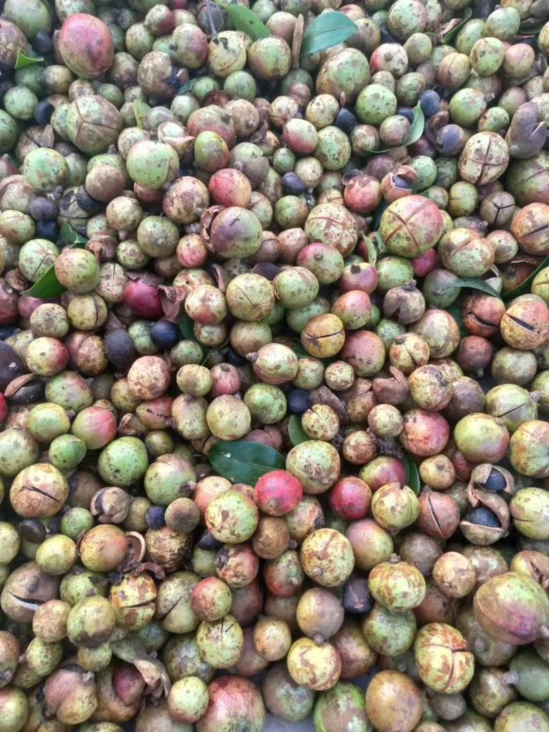 山茶果中小果