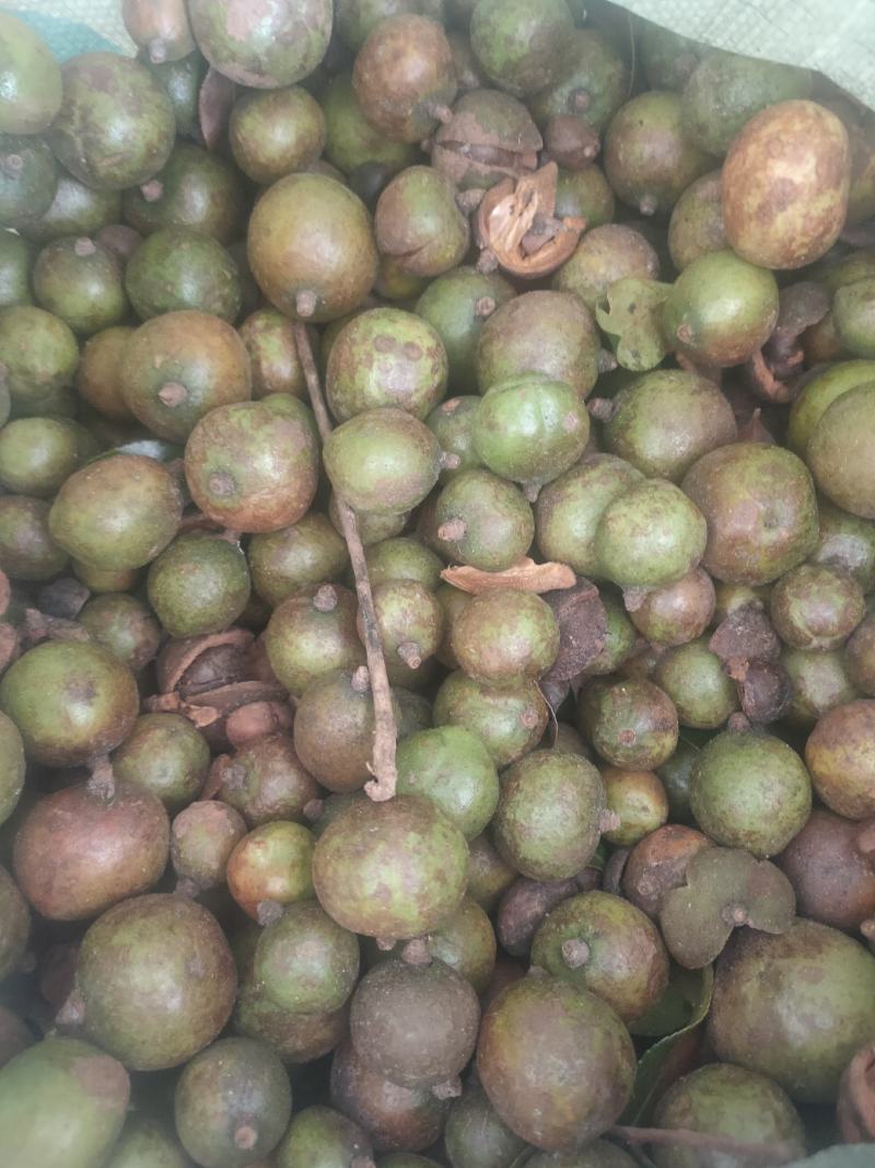 山茶果中小果