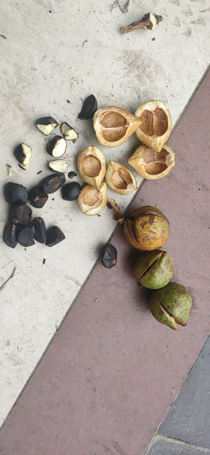山茶果中小果