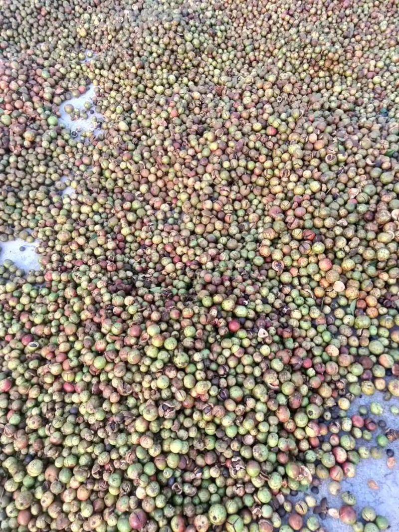 山茶果中小果
