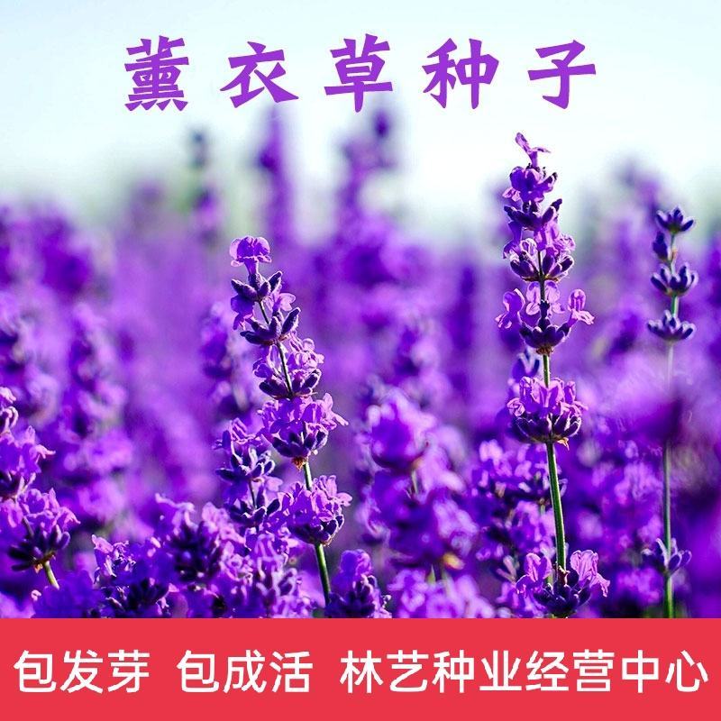 薰衣草种子花籽见土就活的花四季室外多年生花种观赏