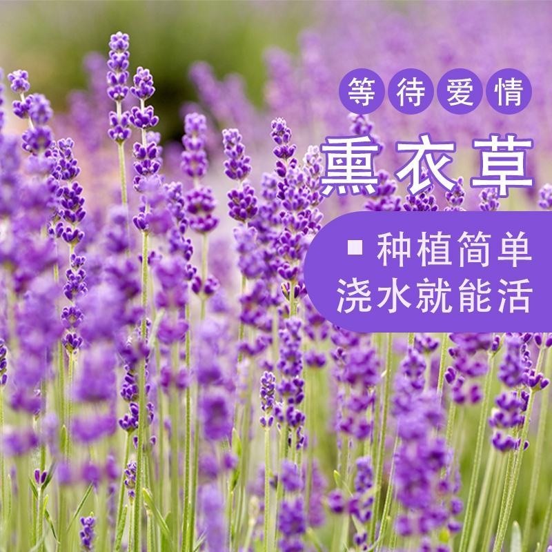 薰衣草种子花籽见土就活的花四季室外多年生花种观赏