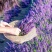 薰衣草种子花籽见土就活的花四季室外多年生花种观赏