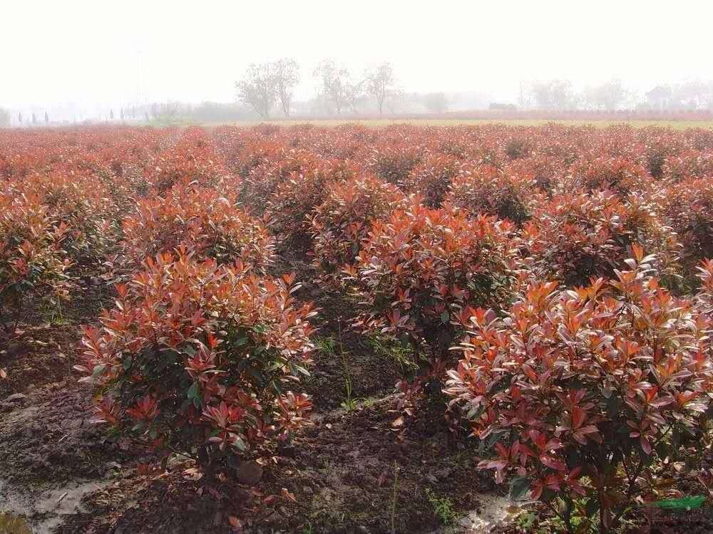 红叶石楠丛生植株在阳光下的整体形态