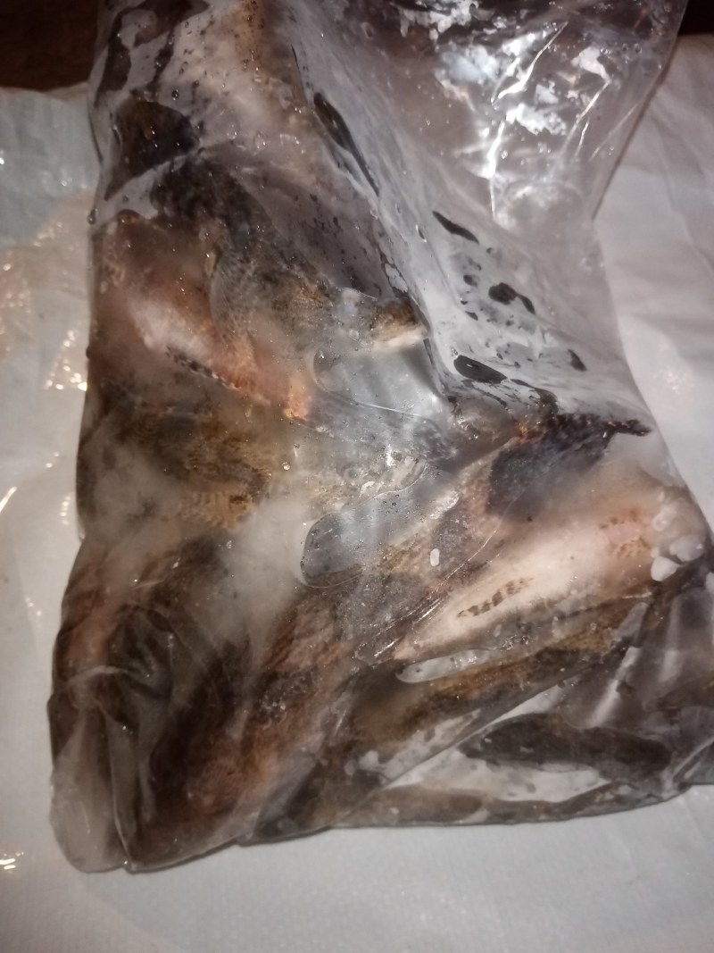 冰鲜笋壳鱼，冰冻笋壳鱼，海南水库原生态笋壳鱼可以长期合作