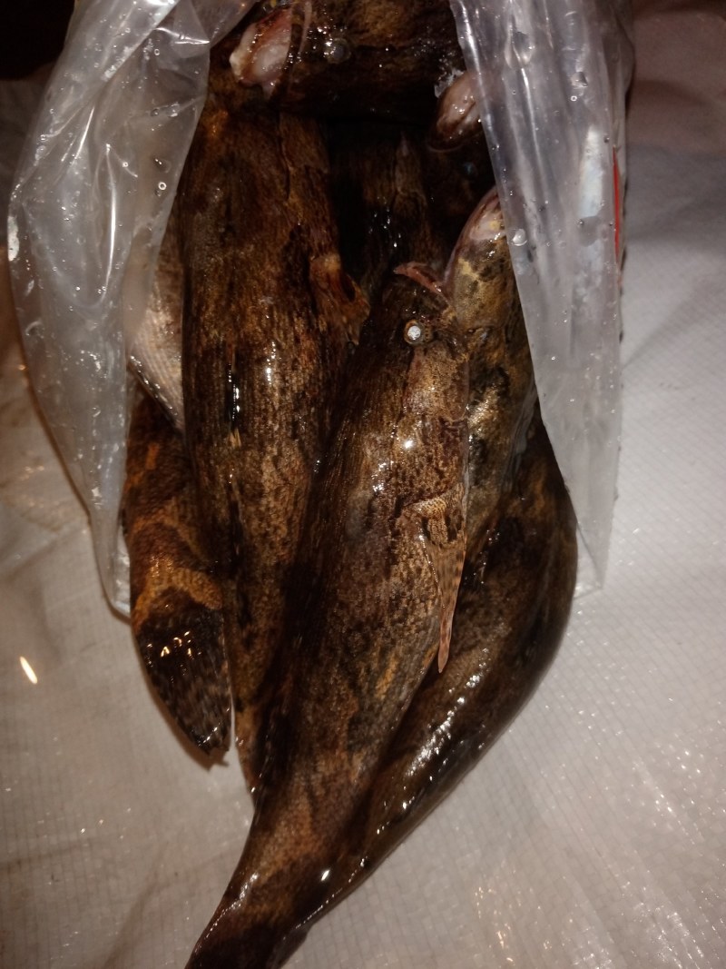 冰鲜笋壳鱼，冰冻笋壳鱼，海南水库原生态笋壳鱼可以长期合作