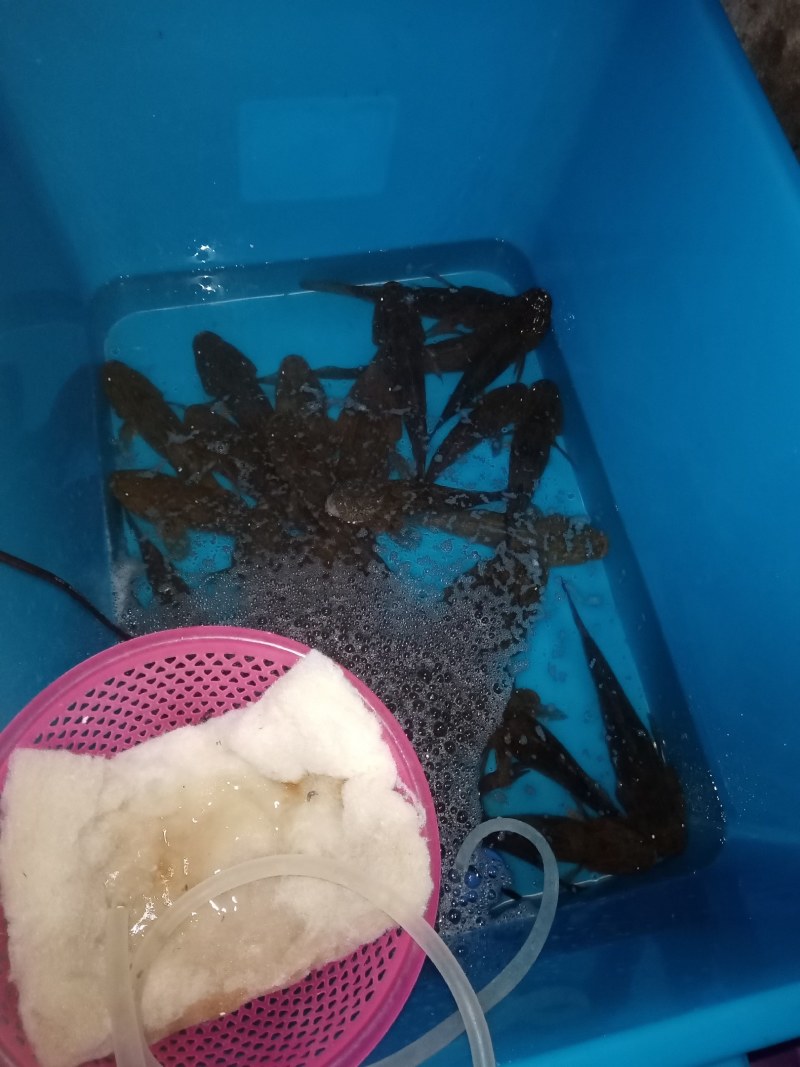 冰鲜笋壳鱼，冰冻笋壳鱼，海南水库原生态笋壳鱼可以长期合作