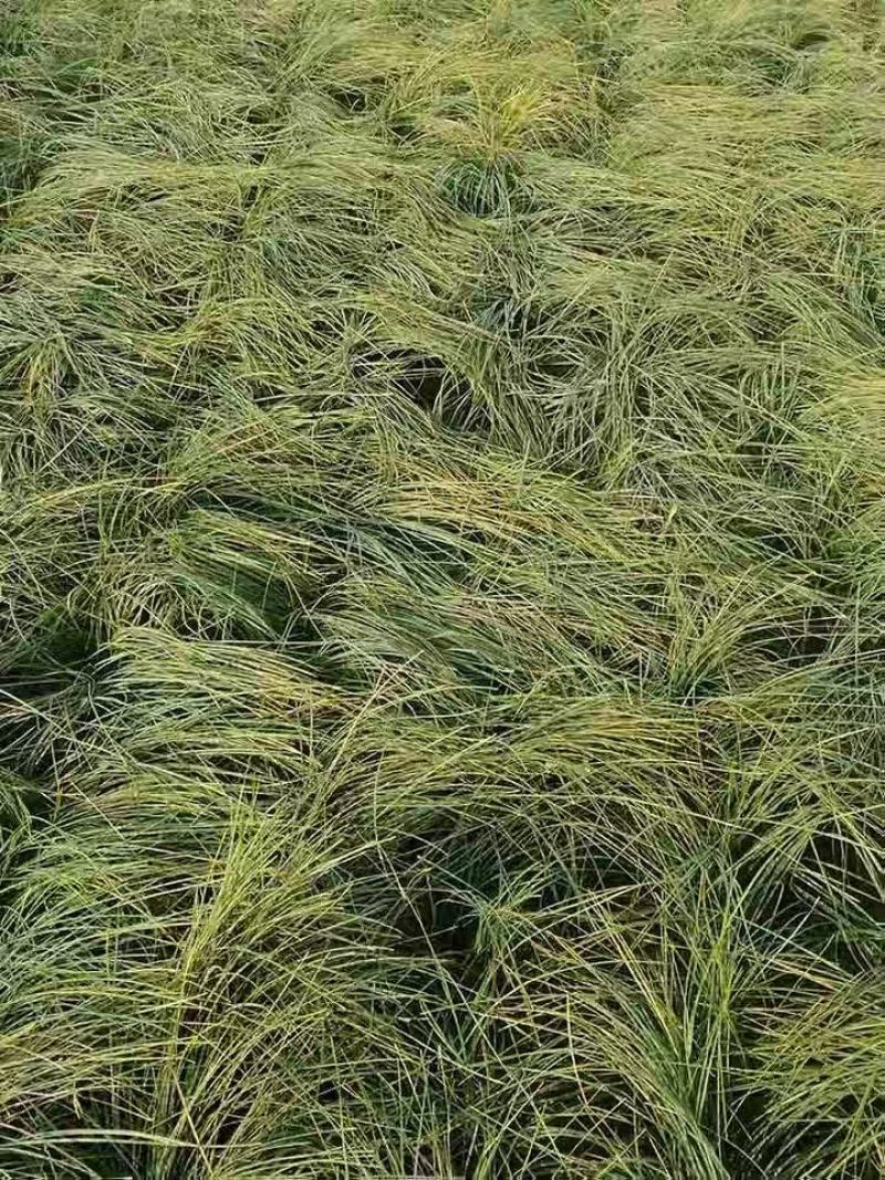 正宗药用藏红花种球泡茶花耐寒耐冻花卉四季秋根植物盆栽