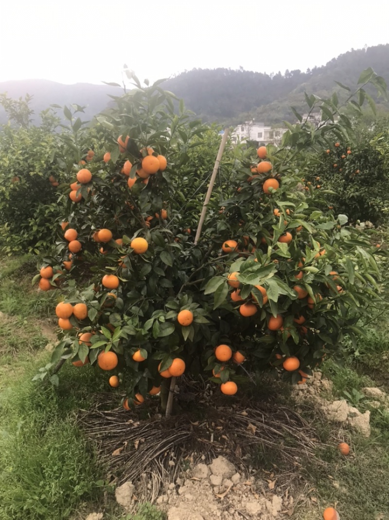 广西贺州默科特，现以成熟上市，招果商老板，杨夫子实力代办