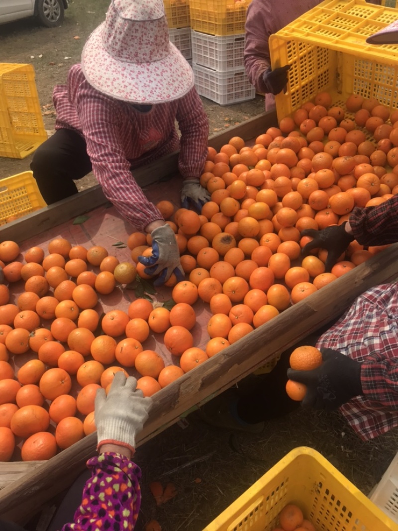 广西贺州默科特，现以成熟上市，招果商老板，杨夫子实力代办