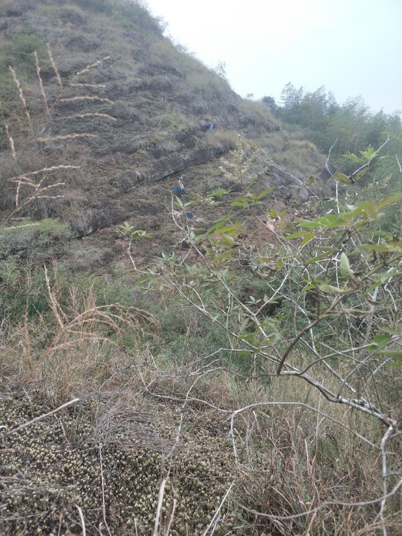 卷柏还魂草九死还魂草多杆精品带原土植物造景盆栽