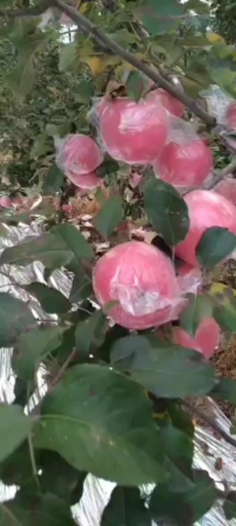 山西万荣纸加膜苹果正在热销中