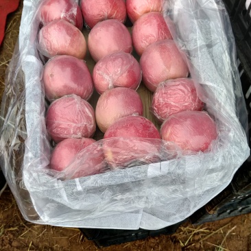山西万荣纸加膜苹果正在热销中