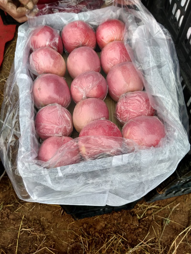 山西万荣纸加膜苹果正在热销中