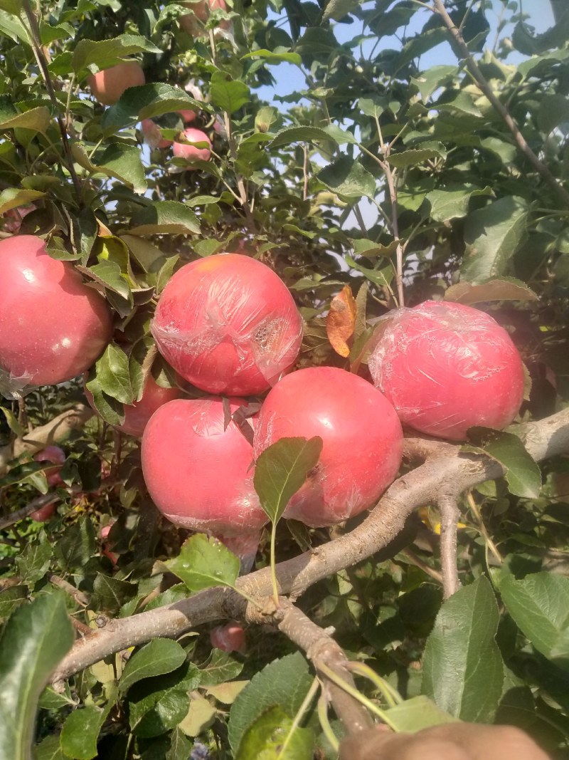 山西万荣纸加膜苹果正在热销中