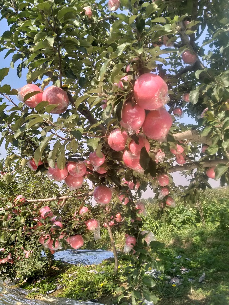 山西万荣纸加膜苹果正在热销中