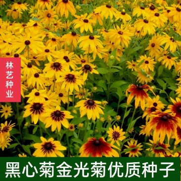 黑心金光菊花种子室外景观绿化花卉种籽多年生观花植物花卉
