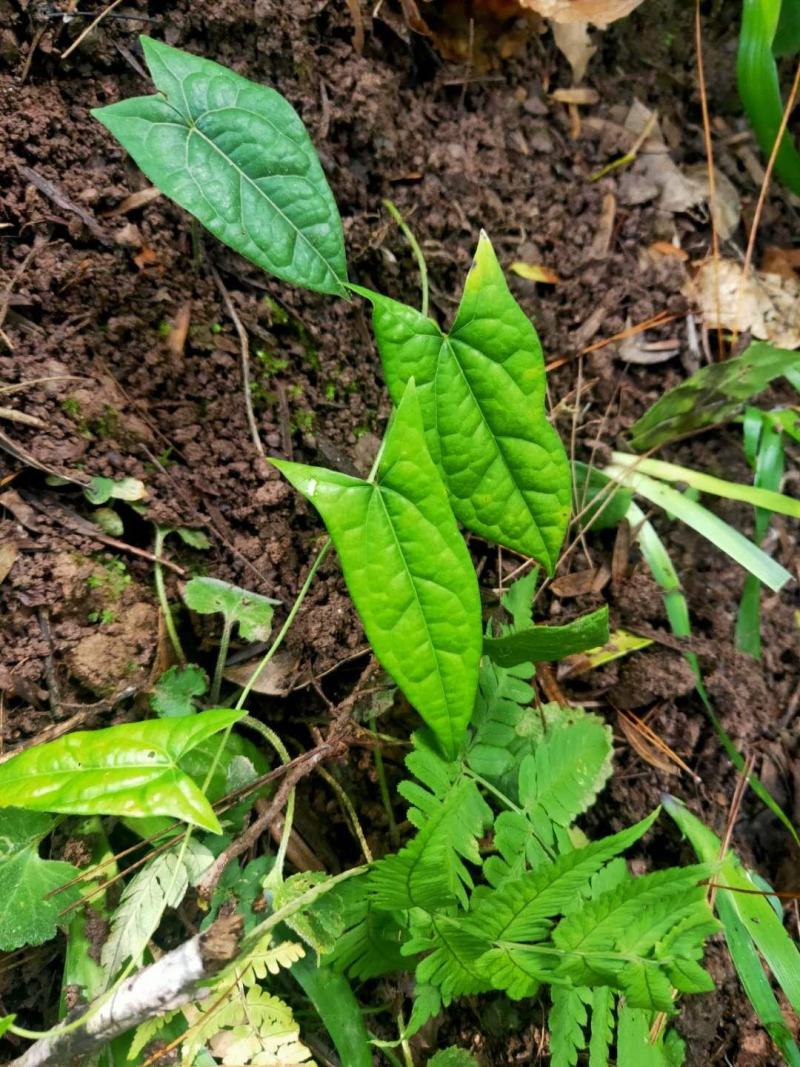 地苦胆苗绿植盆景，地苦胆茎块盆景，地苦胆盆种植盆景。
