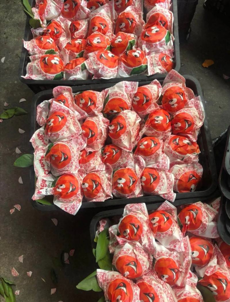 精品丑橘好吃不上火价格便宜货源充足口感适宜