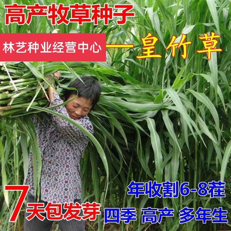 皇竹草种子多年生高产量牧适口性价值高成本低收割次数