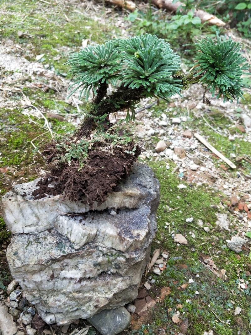 卷柏还魂草九死还魂草多杆精品带原土植物造景盆栽