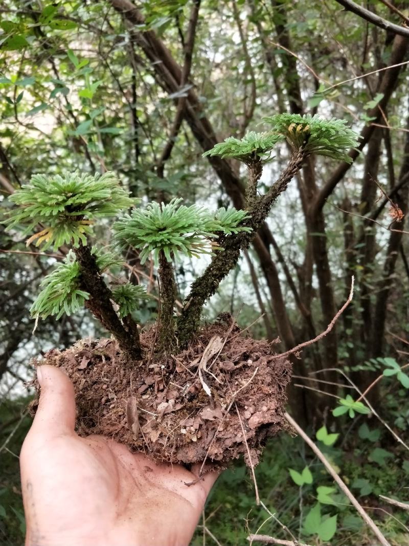 卷柏还魂草九死还魂草多杆精品带原土植物造景盆栽