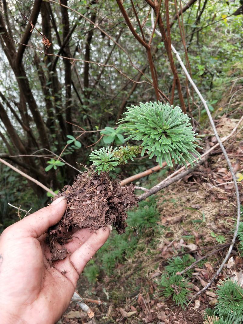 卷柏还魂草九死还魂草多杆精品带原土植物造景盆栽