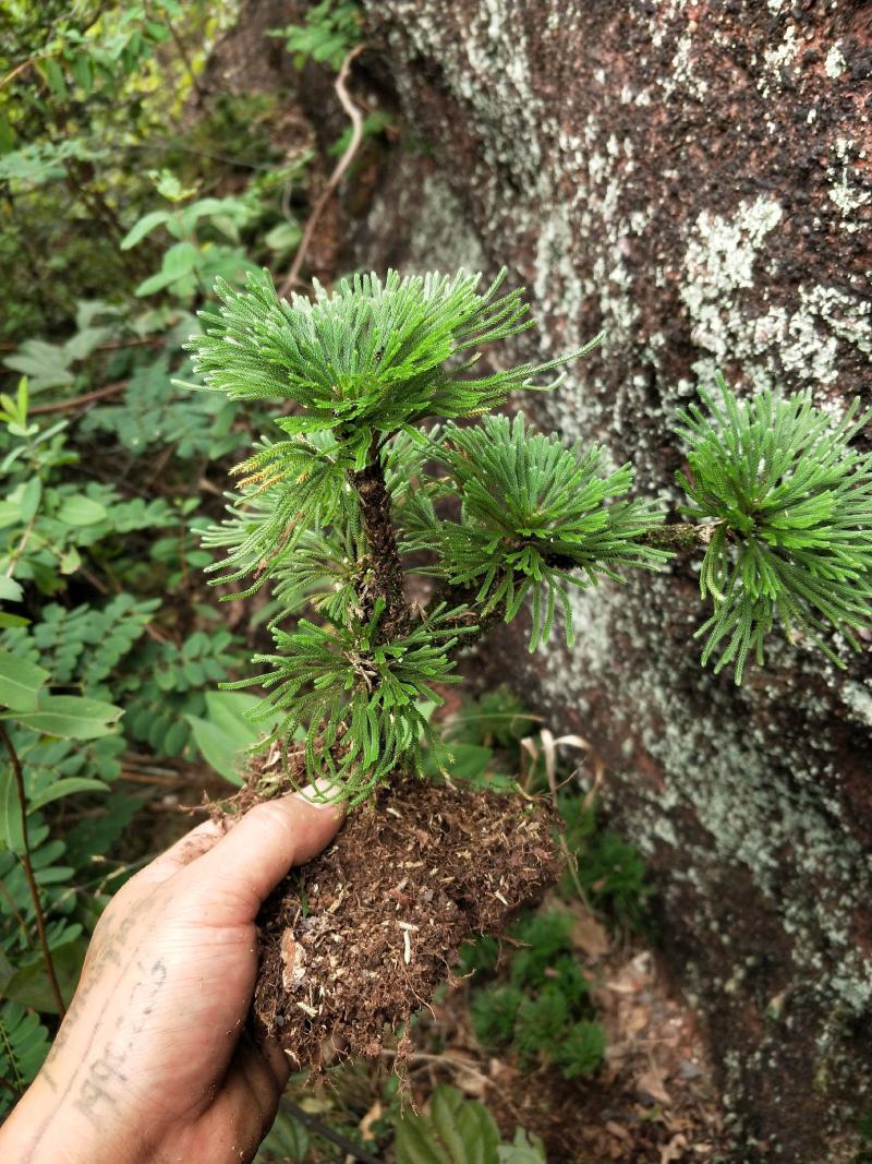 卷柏还魂草九死还魂草多杆精品带原土植物造景盆栽