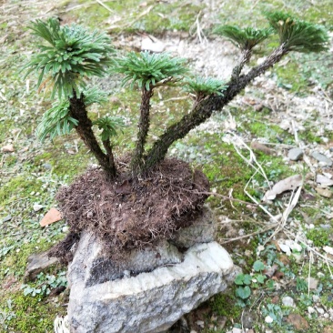 卷柏还魂草九死还魂草多杆精品带原土植物造景盆栽