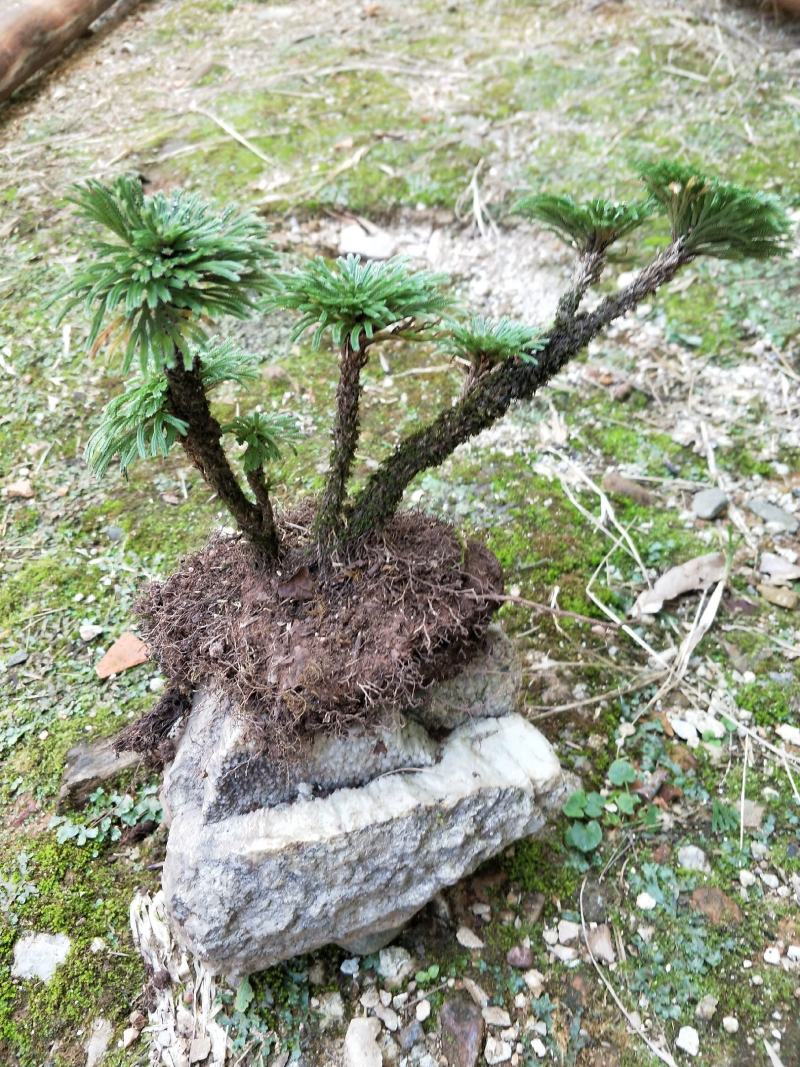 卷柏还魂草九死还魂草多杆精品带原土植物造景盆栽