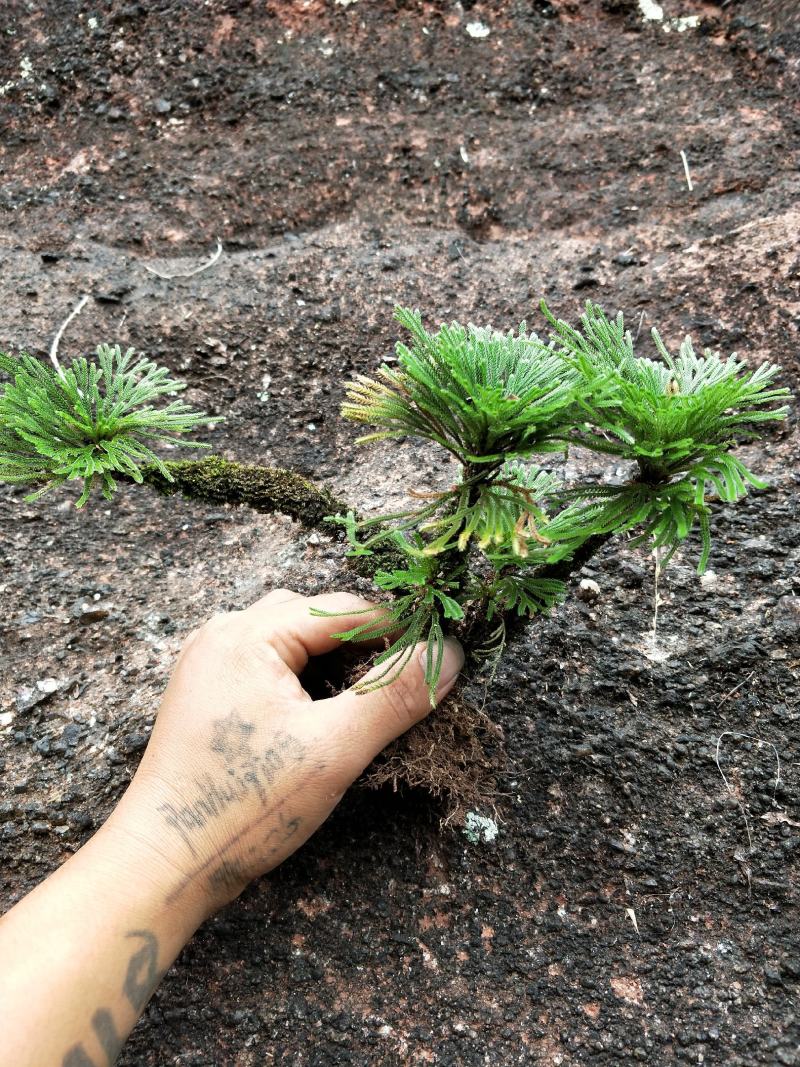 卷柏还魂草九死还魂草多杆精品带原土植物造景盆栽