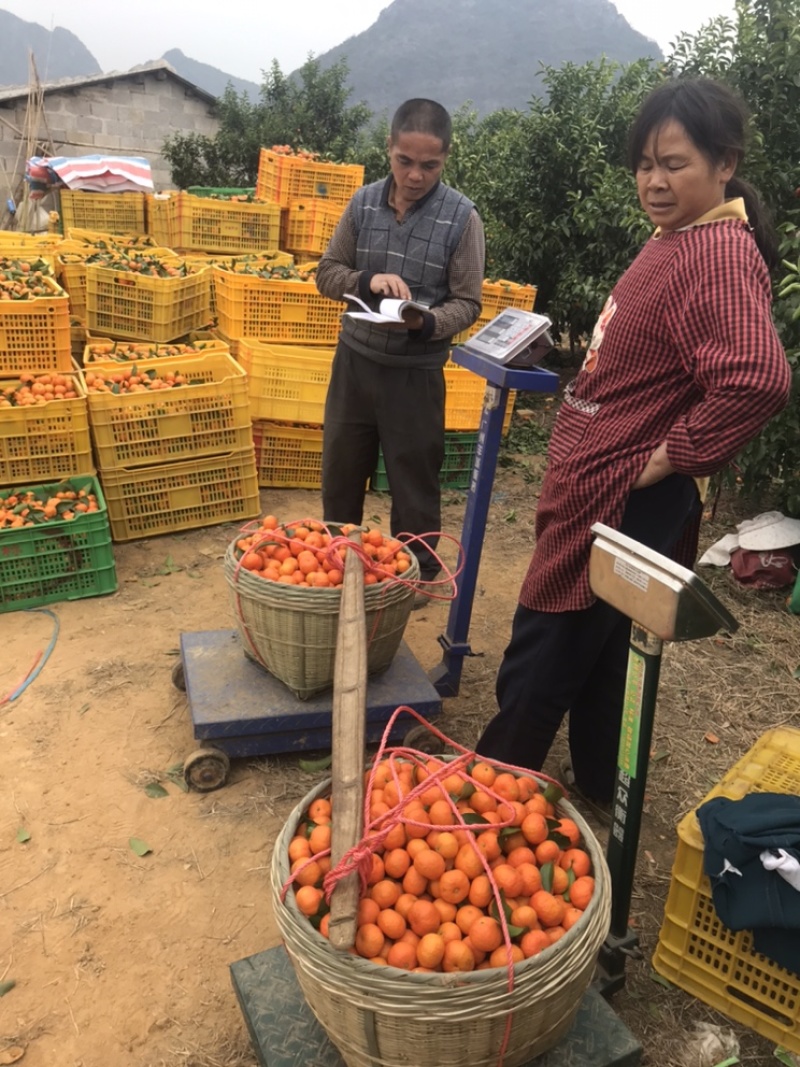 21年沙糖桔，现以成熟上市，招果商老板，杨夫子～产地代办