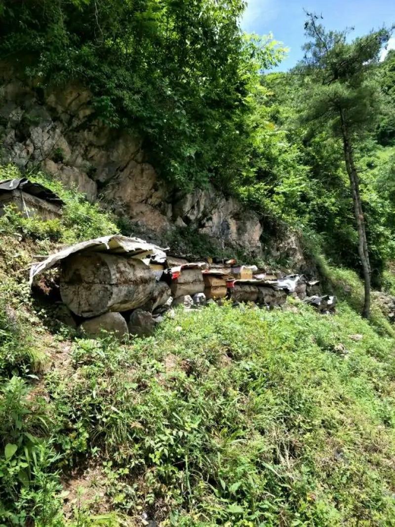 产地批发秦岭深山无污染无杂质优质结晶正宗土蜂蜜