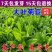 菊苣种子优质高产牧草多年生四季种植将军菊苣高产量