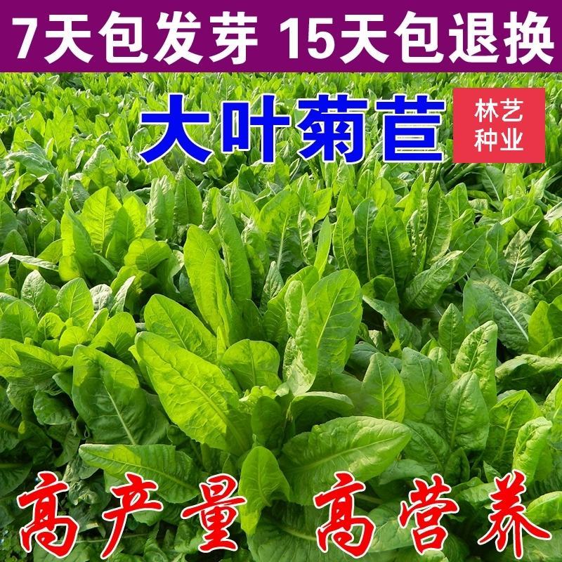 菊苣种子优质高产牧草多年生四季种植将军菊苣高产量