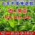 菊苣种子优质高产牧草多年生四季种植将军菊苣高产量