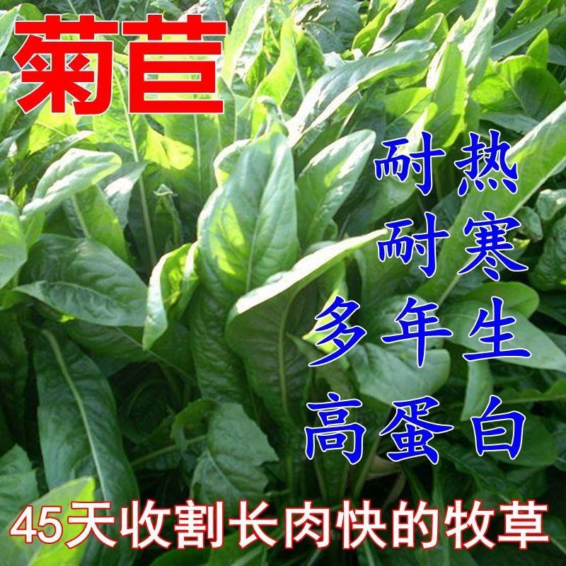 菊苣种子优质高产牧草多年生四季种植将军菊苣高产量
