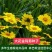 大花金鸡菊种子四季种野菊花种子花海绿化多年生宿根种子